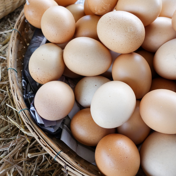 Gavran Eggs - Image 2
