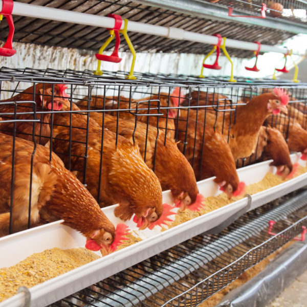 Gavran Chicken - Image 2