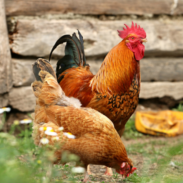 Gavran Chicken