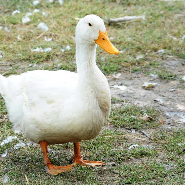 Duck